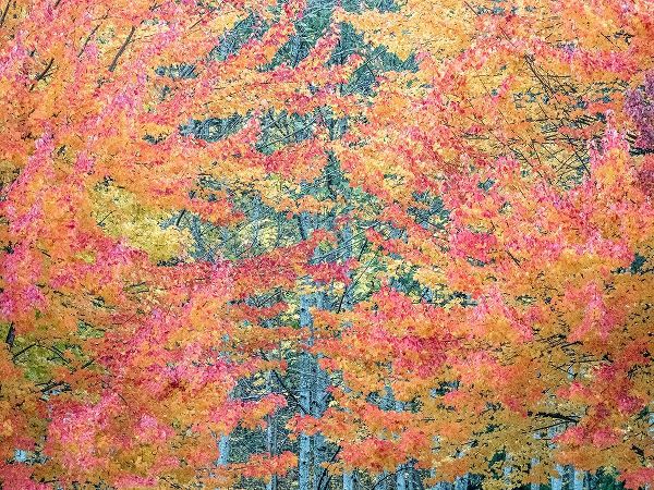 Gulin, Sylvia 아티스트의 USA-Washington State-Issaquah with fall colored Maple trees along downtown roads작품입니다.